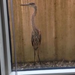 Heron in the window well